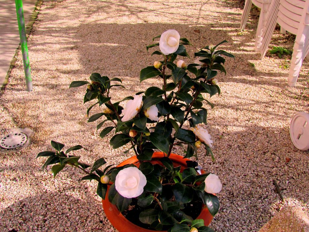 Villa Maria Bed & Breakfast, Corridonia, Marche Exterior photo